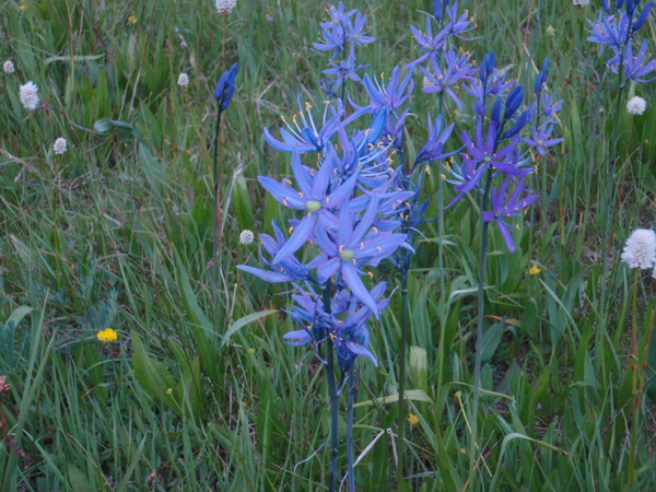 Close-ups of Blue Camas.